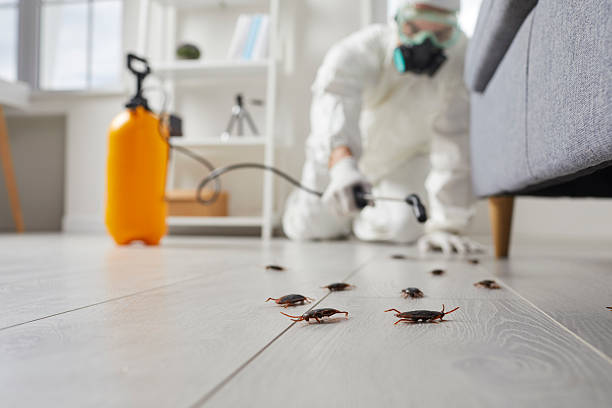 Post-Treatment Bed Bug Interceptor Monitoring in Herald Harbor